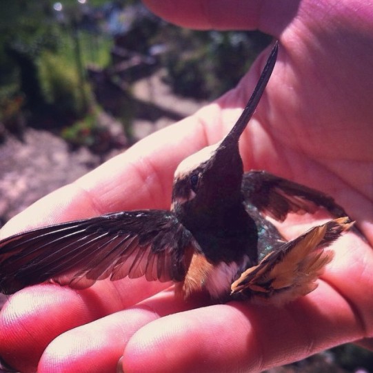 Tercera visita del colibrí